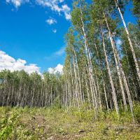 A row of deciduous trees in a cut block.