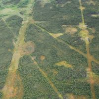 Aerial of seismic lines in boreal forest.
