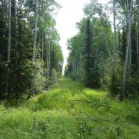 Ground level view of seismic line in the boreal forest.