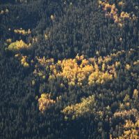 Aerial of Gordon Lake Forest.