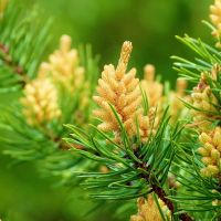 Close-up of Jack Pine tree.