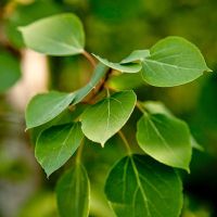 Close-up of Aspen tree leaves.