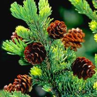 Close-up of White Spruce needles and cones.