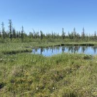 Fen wetland with a few surrounding trees.