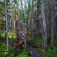 Close-up of a few trees in a deciduous forest.