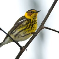 Cape May Warbler (Setophaga tigrina).