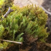 Copper Wire Moss (Pohlia cruda)