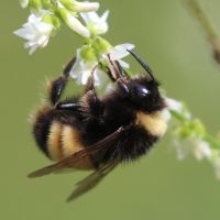 Ruby-crowned Kinglet (Corthylio calendula).