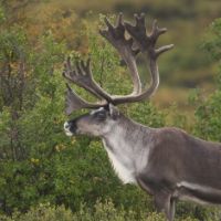 Caribou (Rangifer tarandus)
