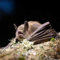 Little Brown Bat (Myotis lucifugus)