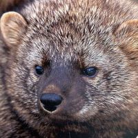 Fisher (Pekania pennanti).