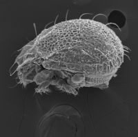 Oribatodes mirabilis (Moose Pasture oribatid)