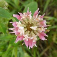Alsike Clover (Trifolium hybridum)