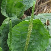 Common Plantain (Plantago major)