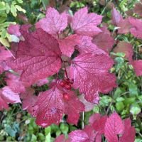 Low Bush Cranberry (Viburnum edule)