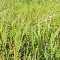 Downy Chess (Bromus tectorum)
