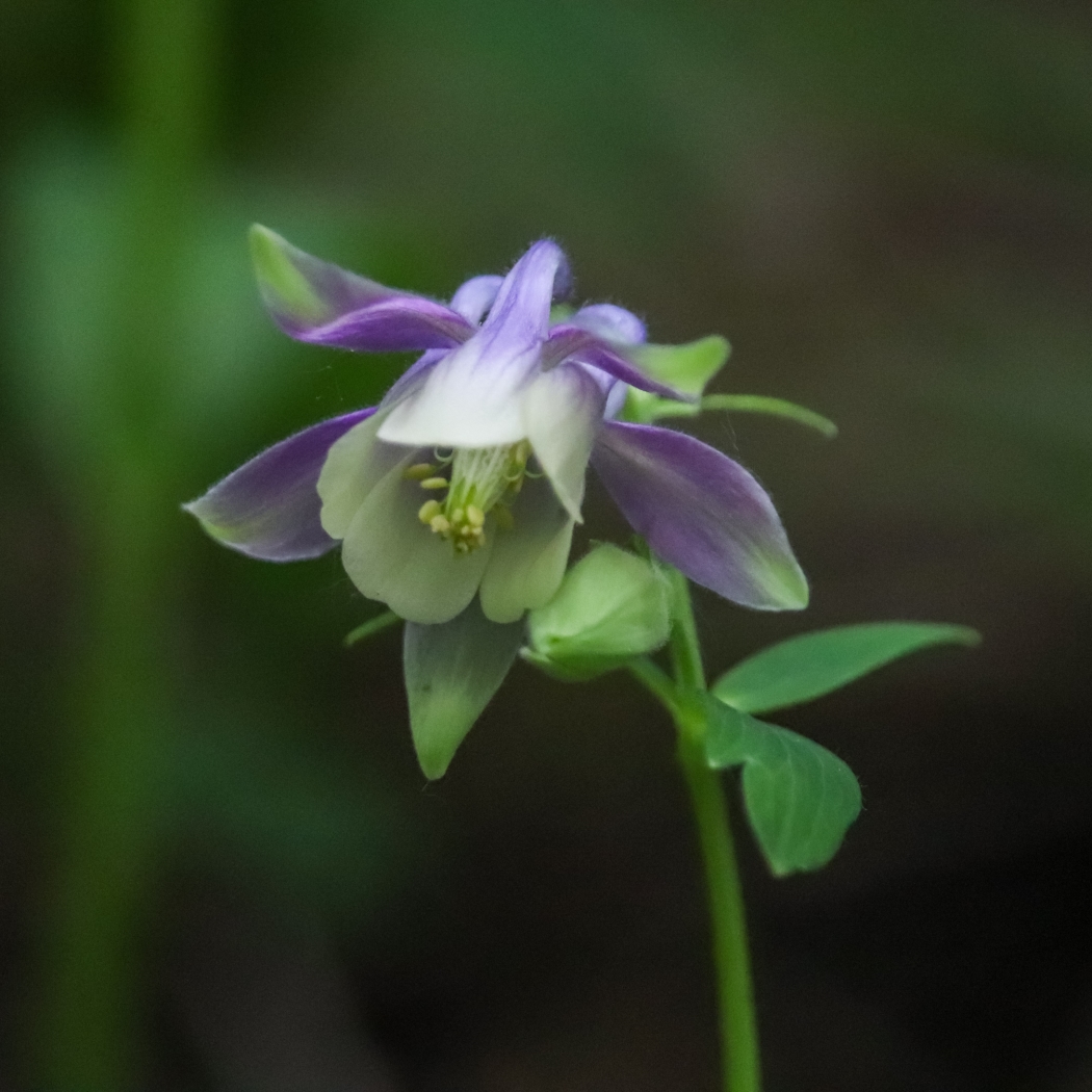 Status of Biodiversity