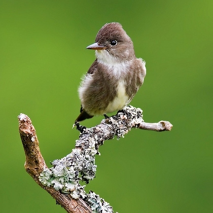 Species of Management Interest